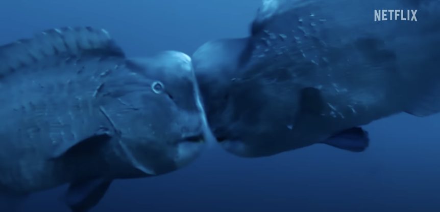 Bumphead parrotfish Smash heads together to establish dominance and win territory